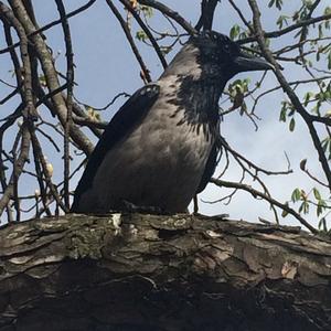 Hooded Crow