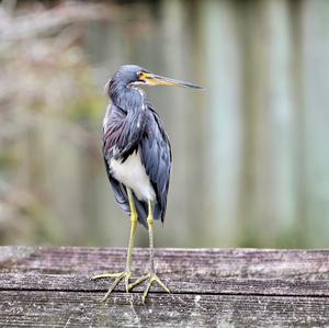 Tricoloured Heron