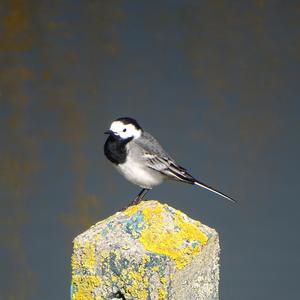 White Wagtail