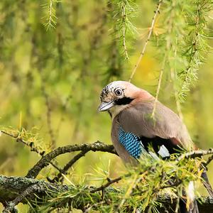 Eurasian Jay