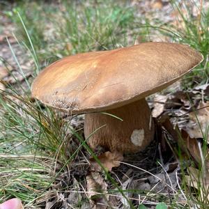 King Bolete