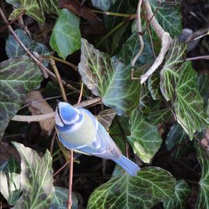 Blue Tit