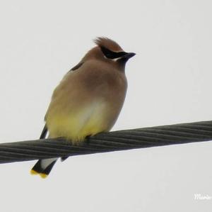 Cedar Waxwing