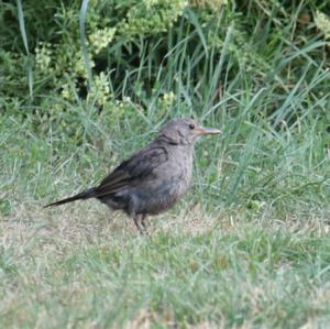 Eurasian Blackbird