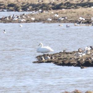 Whooper Swan