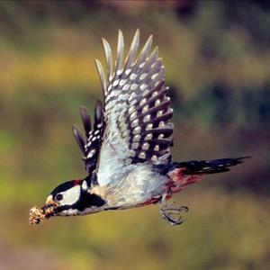 Great Spotted Woodpecker