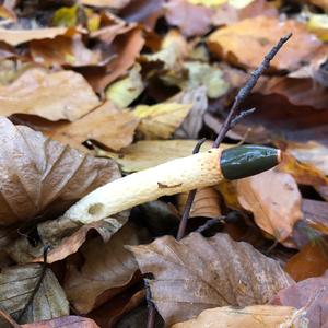 Dog Stinkhorn