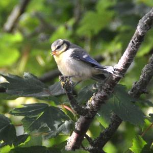 Blue Tit