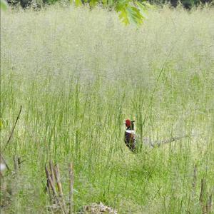 Common Pheasant