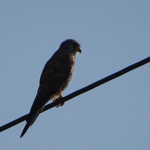 Common Kestrel