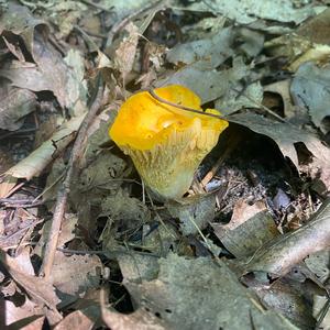 Chanterelle, Common