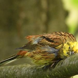 Yellowhammer