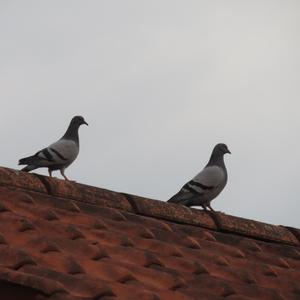 Rock Pigeon