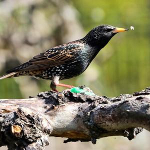 Common Starling