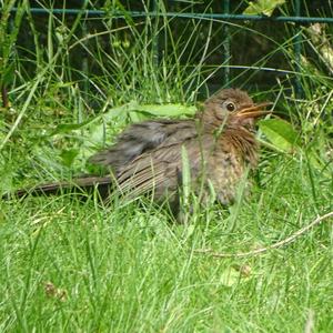 Eurasian Blackbird