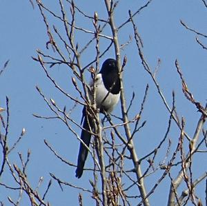 Black-billed Magpie