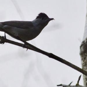 Blackcap