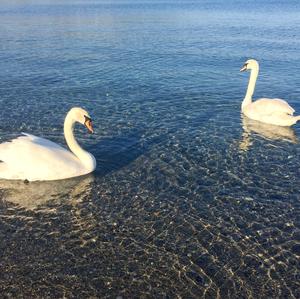 Mute Swan