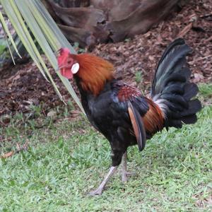 Red Junglefowl