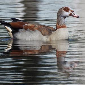 Egyptian Goose