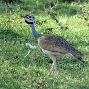 White-bellied Bustard