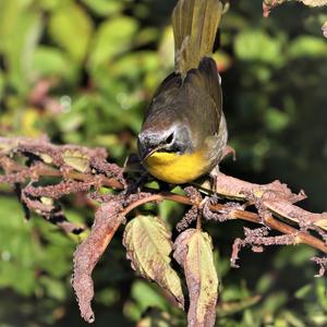 Common Yellowthroat