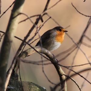 European Robin