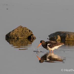 Eurasian Oystercatcher