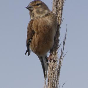 Eurasian Linnet