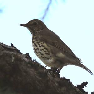 Song Thrush