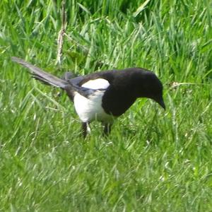 Black-billed Magpie