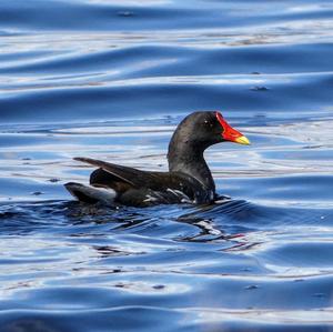 Common Moorhen