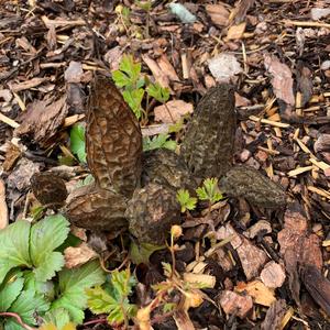 Black Morel