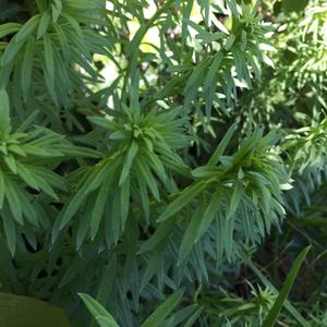 Unknown Species