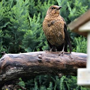 Eurasian Blackbird