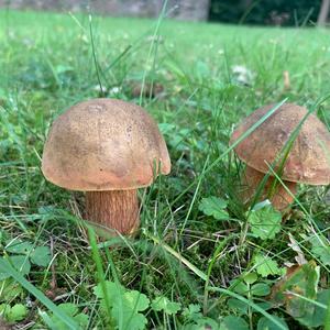 Lurid Bolete