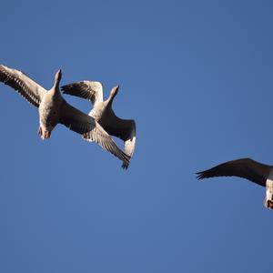 Greylag Goose