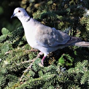 Eurasian Collared-dove