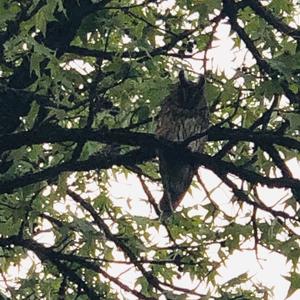 Long-eared Owl