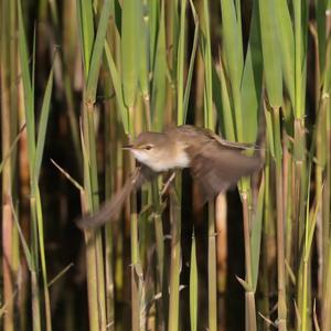 Eurasian Reed-warbler