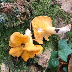 Chanterelle, Common