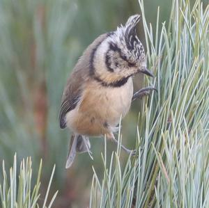 Crested Tit