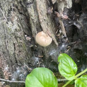 Lycoperdon foetidum