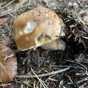 King Bolete