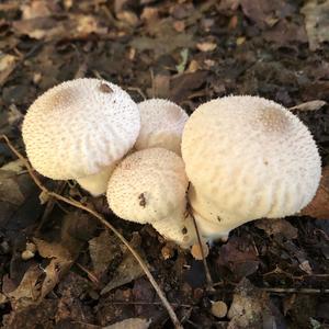 Gem-studded Puffball