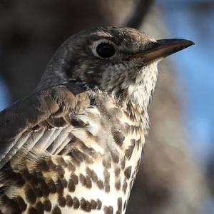 Mistle Thrush