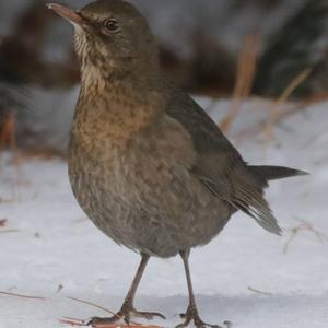 Eurasian Blackbird