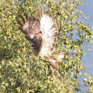 Common Buzzard