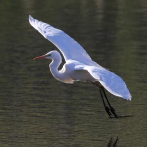 Great Egret