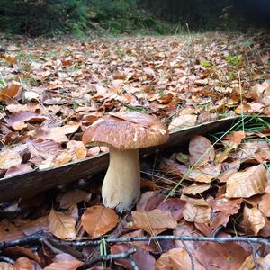 King Bolete